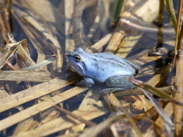 Żaba moczarowaa - samiec w godowej, M. Mydłowski, OT BPK