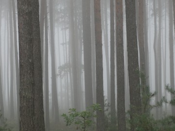 Wyniki konkursu Drzewo w krajobrazie Bolimowskiego Parku Krajobrazowego, <p>Sławomir Kołosowski</p>