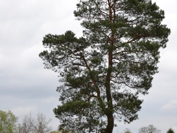 Wyniki konkursu Drzewo w krajobrazie Bolimowskiego Parku Krajobrazowego, <p>Anna Kowalczyk</p>