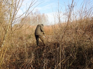 Czynna ochrona pluskwicy europejskiej w Sulejowskim Parku Krajobrazowym, 