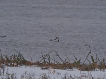 Monitoring Zimujących Ptaków Wodnych na Zbiorniku Sulejowskim – 2024, <p>bielaczek, fot. Sz.K</p>