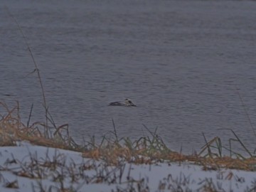 Monitoring Zimujących Ptaków Wodnych na Zbiorniku Sulejowskim – 2024, 