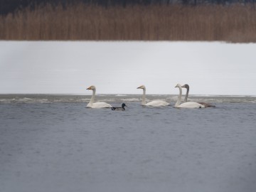 Monitoring Zimujących Ptaków Wodnych na Zbiorniku Sulejowskim – 2024, <p>łabędzie krzykliwe, fot. Sz.K.</p>