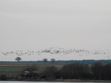 Monitoring Zimujących Ptaków Wodnych na Zbiorniku Sulejowskim – 2023, <p>rozlatujące się o poranku gęsi.</p>