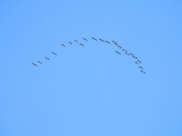 Monitoring Zimujących Ptaków Wodnych na Pilicy - 2022, <p>Gęsi tundrowe</p>