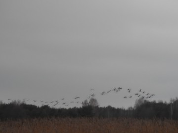 Monitoring Zimujących Ptaków Wodnych na Zbiorniku Sulejowskim - 2022, <p>Odlatujące o świcie z noclegowiska żurawie</p>