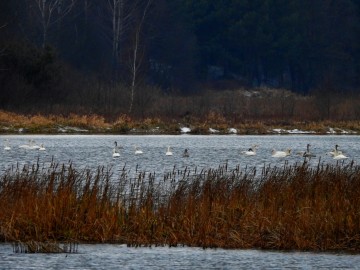 Monitoring Zimujących Ptaków Wodnych na Zbiorniku Sulejowskim - 2022, <p>Łabędzie krzykliwe</p>