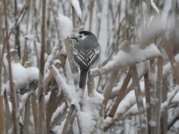 Ptasie przedwiośnie w Spalskim Parku Krajobrazowym, <p>pliszka siwa</p>