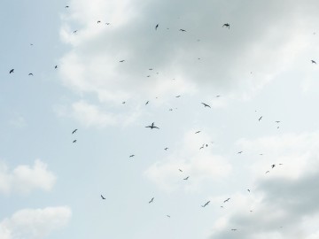 Rybitwy nad Zalewem Sulejowskim, 