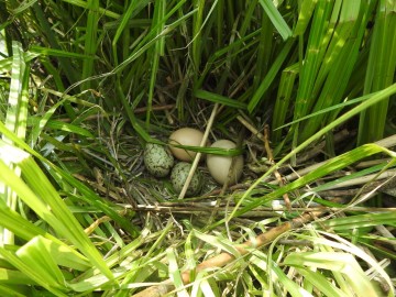 Rybitwy nad Zalewem Sulejowskim, <p>gniazdo mewy śmieszki z podrzuconymi przez krzyżówke jajami.</p>