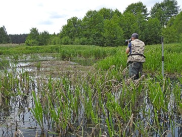 Rybitwy nad Zalewem Sulejowskim, 