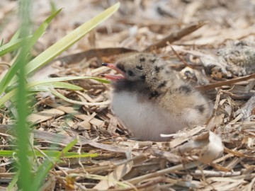 Rybitwy nad Zalewem Sulejowskim, 