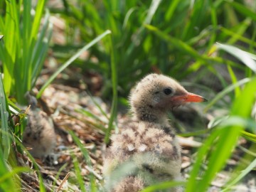 Rybitwy nad Zalewem Sulejowskim, <p>młoda rybitwa rzeczna</p>