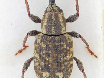 Bagous ciekawy rodzaj chrząszczy w Spalskim PK, <ol>
<li><em> </em><em>Bagous glabrirostris</em></li>
</ol>