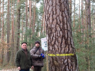 Drzewa Spalski PK 2018, <p>Sosna zwyczajna - 290 cm w oddziale nasiennym pod Gliną. Fot. Piotr Wypych</p>