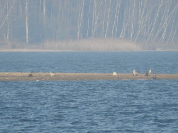 Monitorin Zimujących Ptaków Wodnych na Zbiorniku Sulejowskim - 2020, <p>Bieliki.</p>