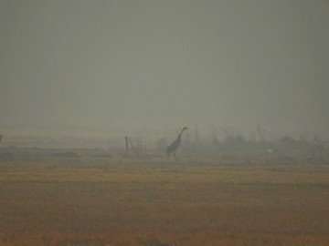 Przedwiośnie w Spalskim PK, <p>Żuraw we mgle na Błotach Brudzewickich. Fot. Szymon Kielan</p>