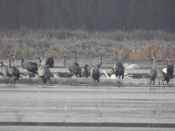 Ptakoliczenie w Sulejowskim PK 2020, <p>Żurawie i gęsi tundrowe.</p>