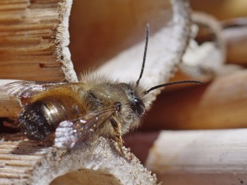 Pszczoły samotnice ruszają do pracy., 
