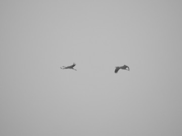 Zimowe liczenia ptaków wodnych - Pilica 2019, <p>Żurawie</p>