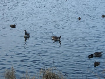 Zimowe liczenia ptaków wodnych - Pilica 2019, <p>Bernikle kanadyjskie</p>