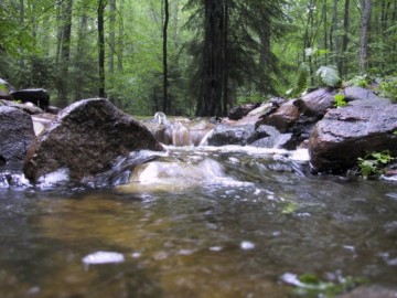 Śródleśny strumień w Lesie Łagiewnickim