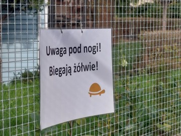 Relacja z projektu przywrócenia żółwia błotnego na terenach Zespołu Parków Krajobrazowych Województwa Łódzkiego, 