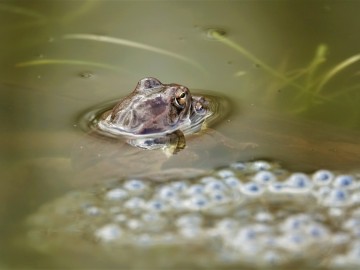Ampleksus żab moczarowych, <p>Sebastian Piskorski</p>