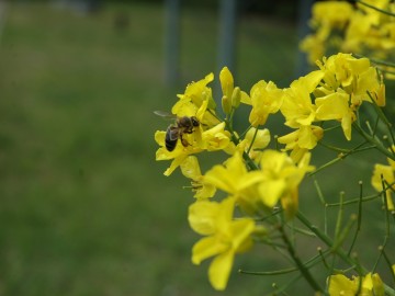 Murarka ogrodowa na kwiatach rzepaku, <p>fot. Mateusz Starnowski</p>