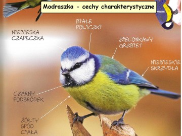 Ptaki w naszych karmnikach - sikora modraszka, Źródło: Kruszewicz A. 2010: O ptakach. , 