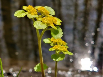 Śledziennica skrętolistna (Chrysosplenium alternifolium), <p>Sebastian Piskorski</p>