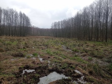 Wiosenny spacer mykologiczny po Lesie Łagiewnickim - użytek ekologiczny Łąki na Modrzewiu, 
