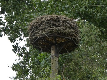 Wyniki VIII Międzynarodowego Spisu Bociana Białego – gmina Wierzchlas oraz gmina Pątnów, <p>K. Kierniakiewicz</p>