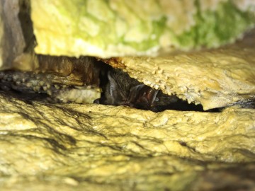 II liczenie nietoperzy w ZPK, <p>mopek zachodni w jaskini Mariusza I</p>